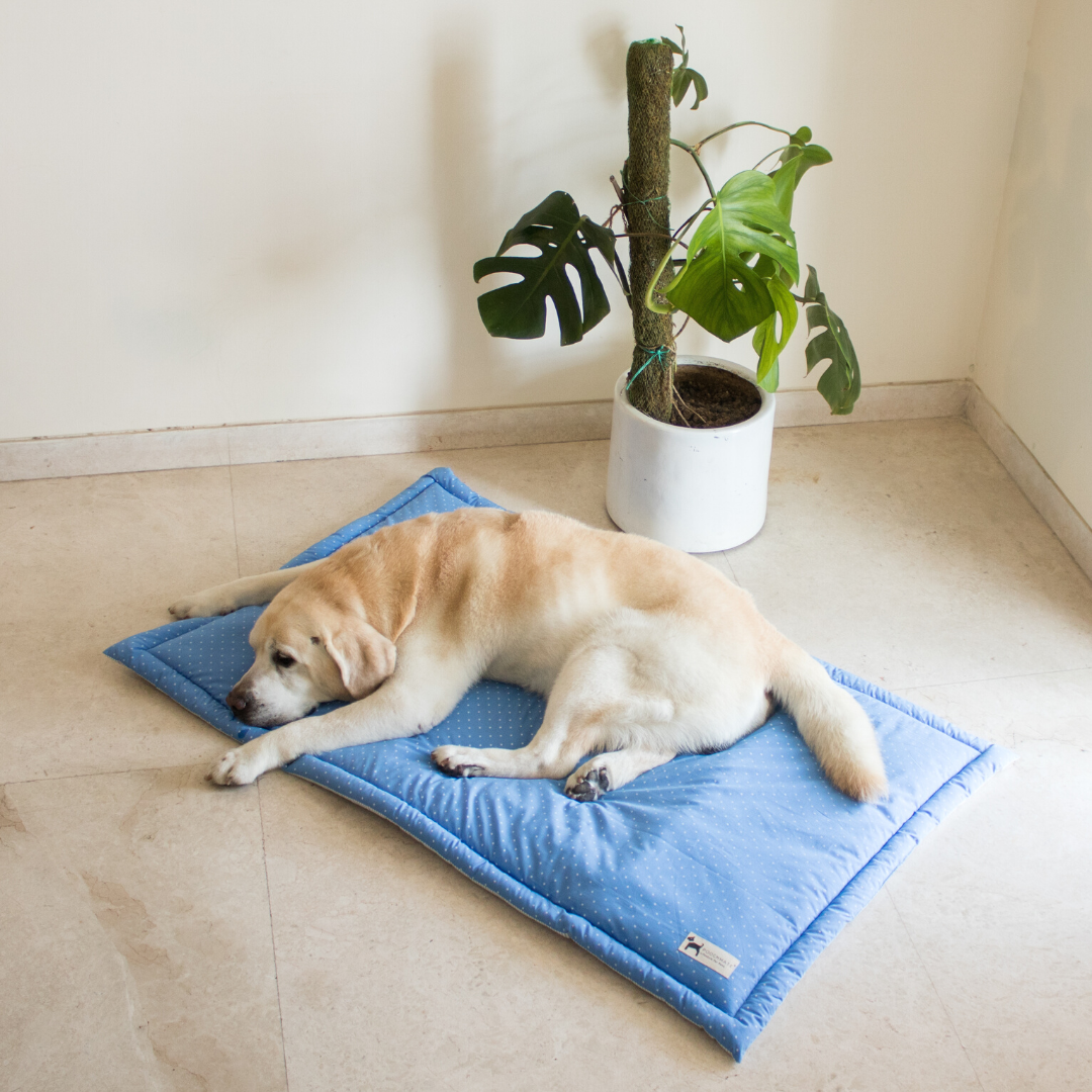 Washable store dog mat