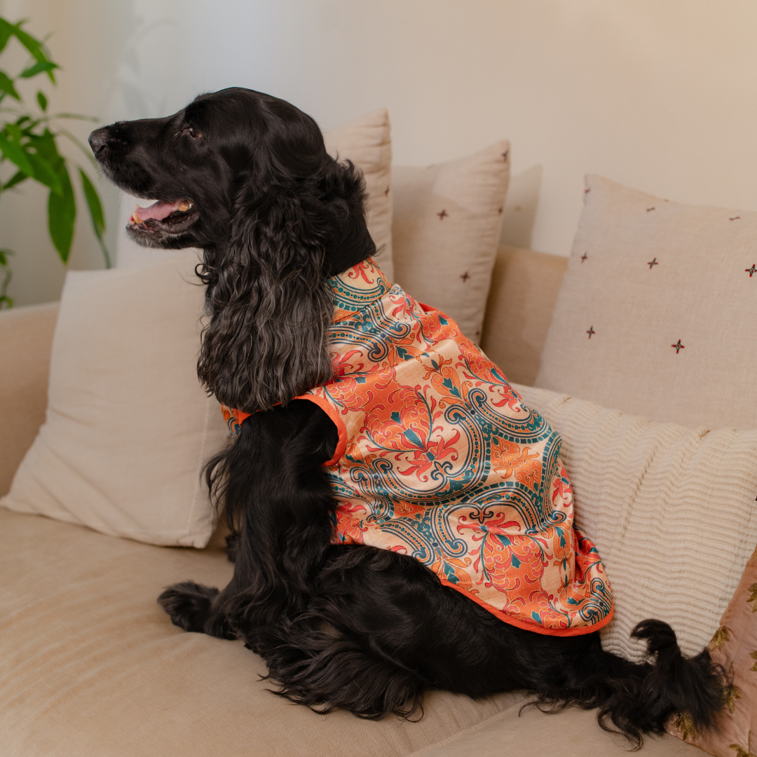 Indian Wedding clothes for pets in Dubai | Festive clothing for dogs Dubai