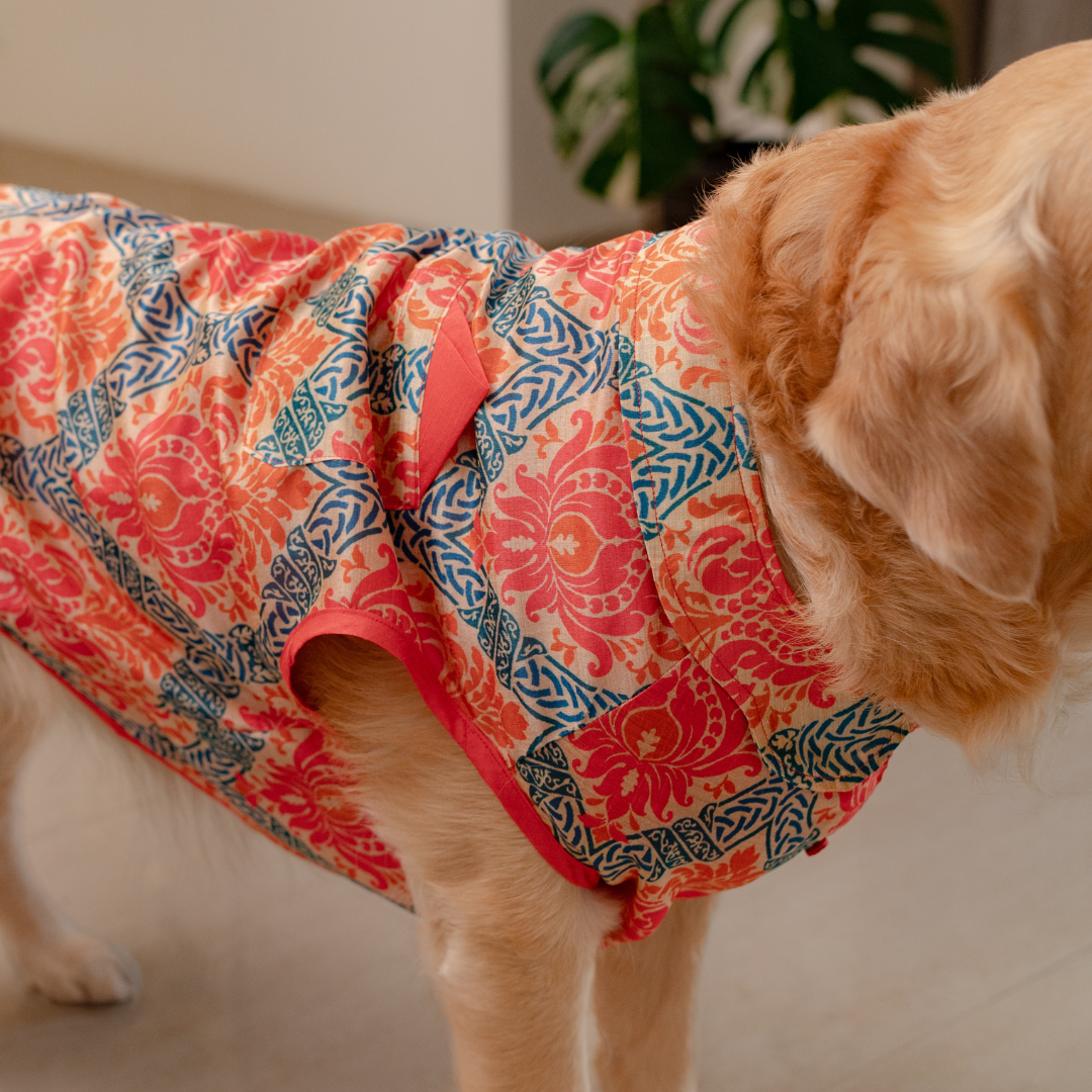 Diwali Sherwani for dogs | Pet festive wear Dubai