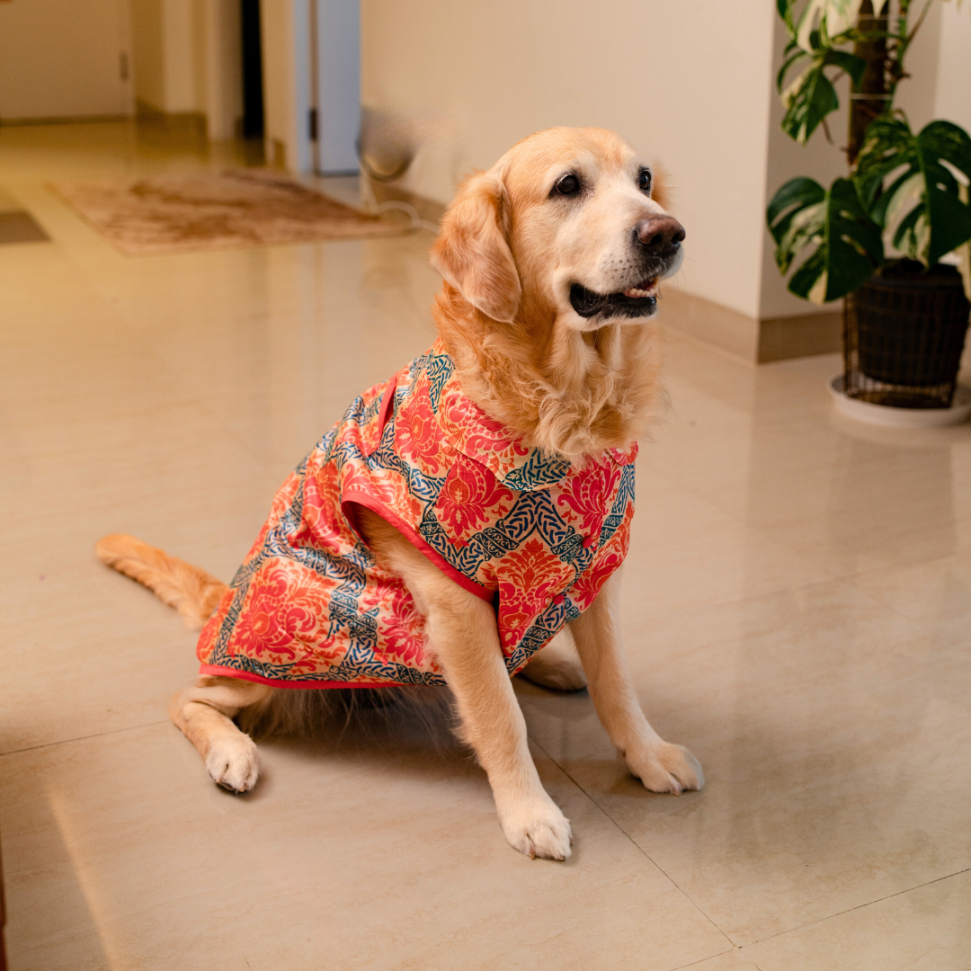 PoochMate Diwali Dog Sherwani: Hot Pink & Almond
