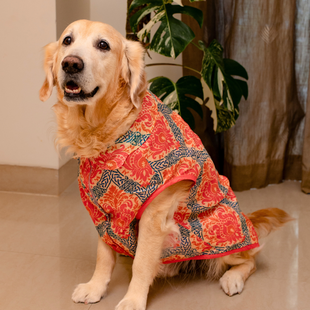 Indian Wedding clothes for pets in Dubai | Festive clothing for dogs Dubai