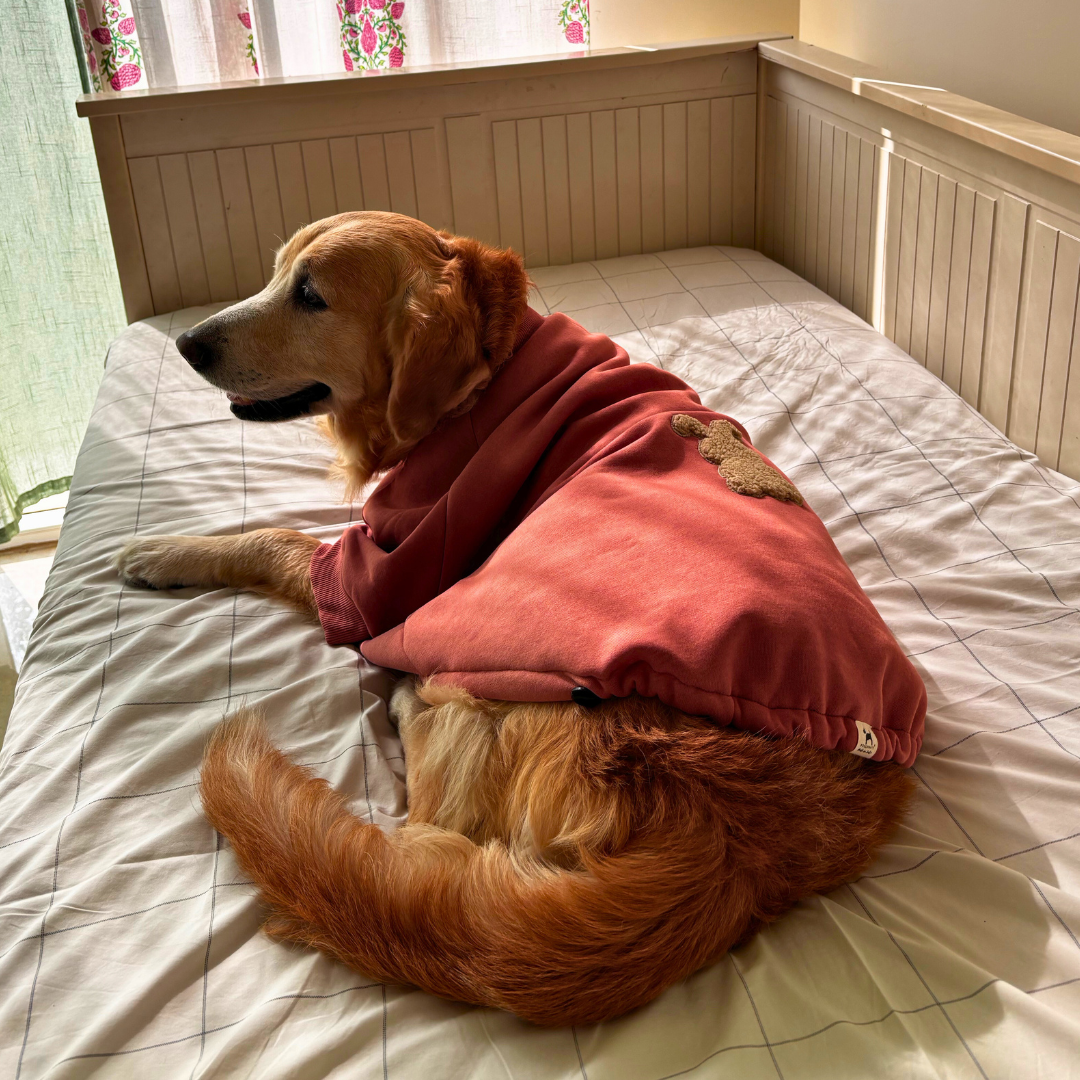 Dog winter clothing | Warm clothes for dogs Dubai